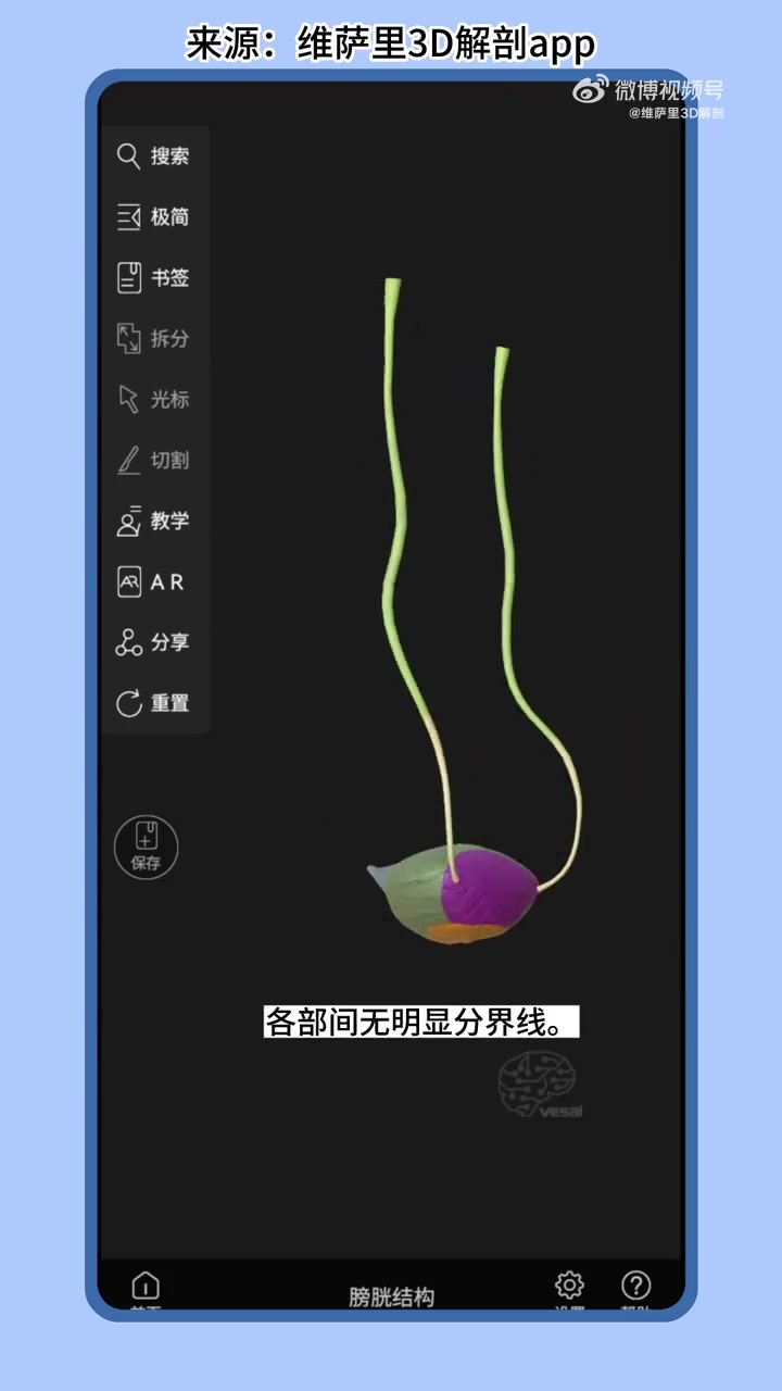 膀胱是一个腹膜下空心的肌肉器官,充当尿液的储存器。膀胱在空时位于小骨盆,在充满时延伸到腹腔