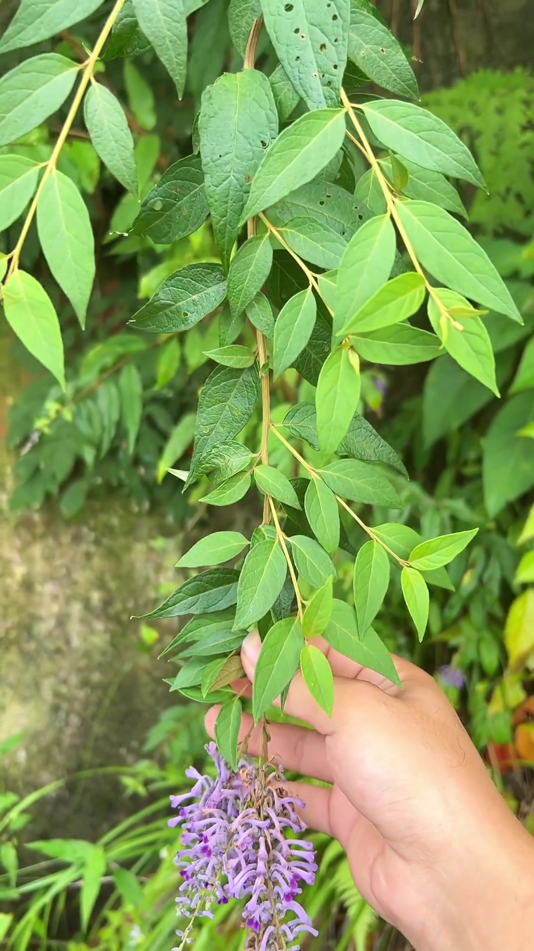 醉鱼草,古代劳动人民的智慧本草!你认识吗?你的家乡有这种植物吗 大自然的馈赠 一日一植物 