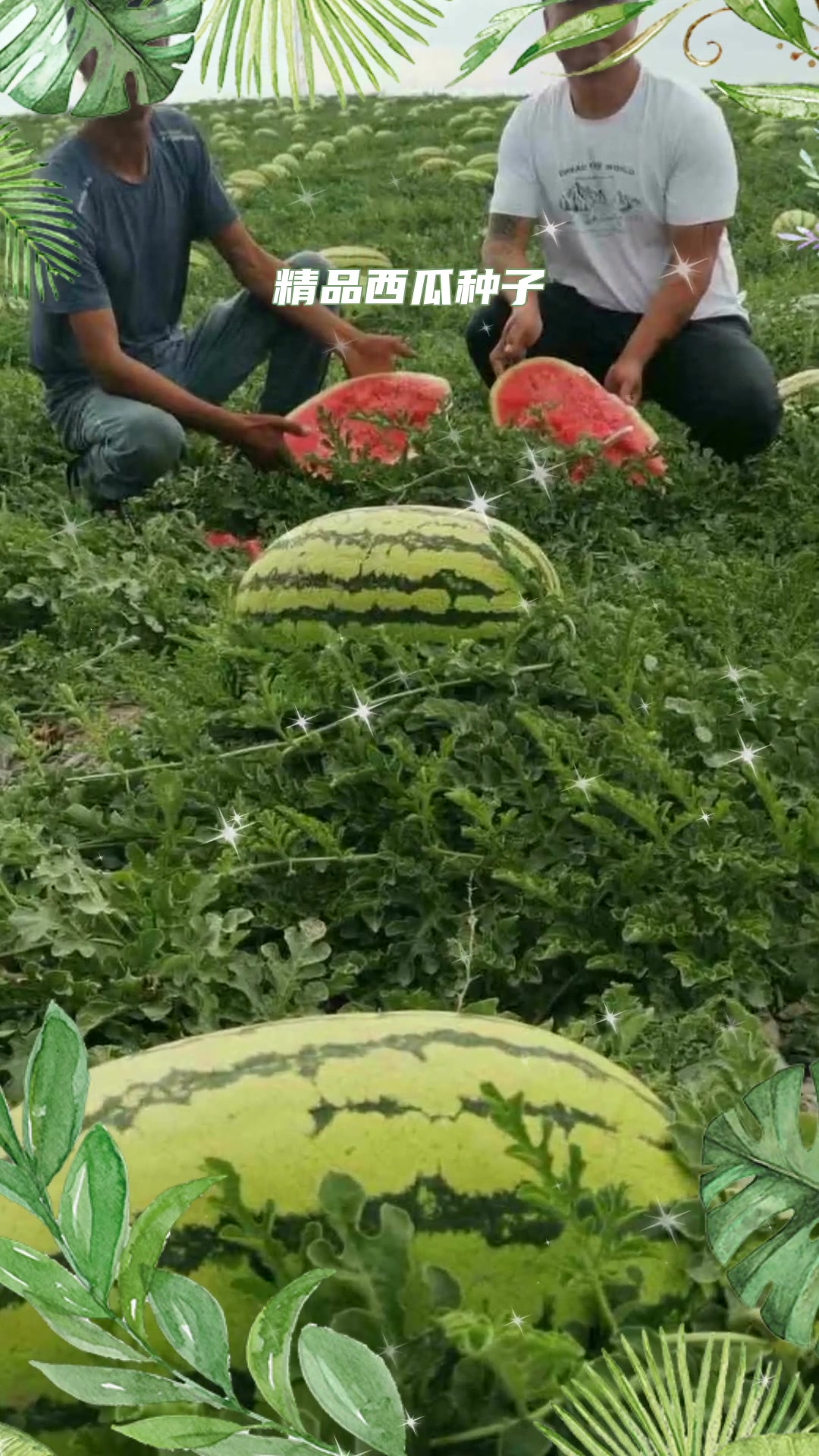 江苏南通大花皮西瓜种子种植方法