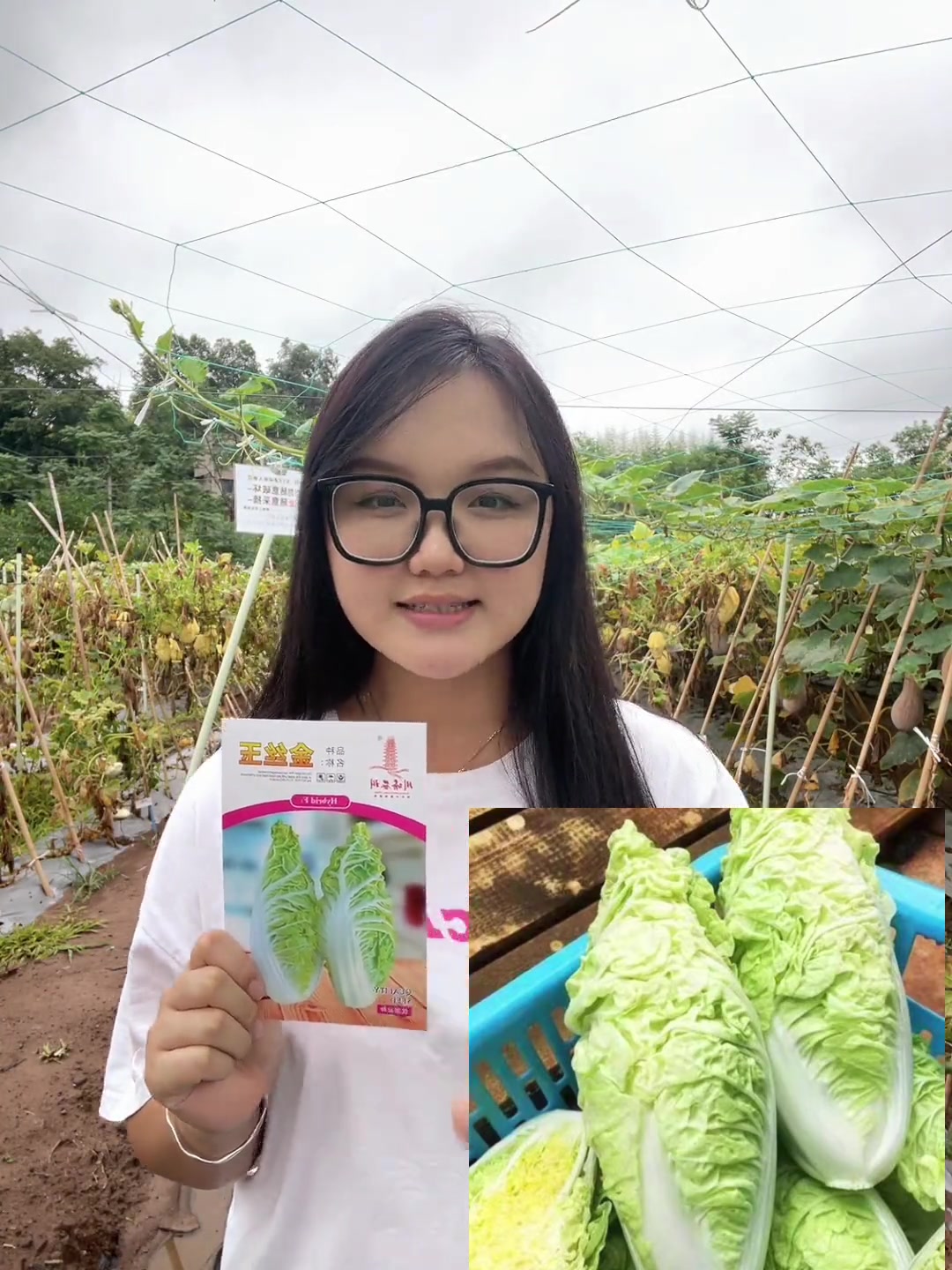 川塔农科——金丝玉,夏阳白高产大白菜,喜欢的家人速速来看!白菜 三农 蔬菜种子 夏阳白菜