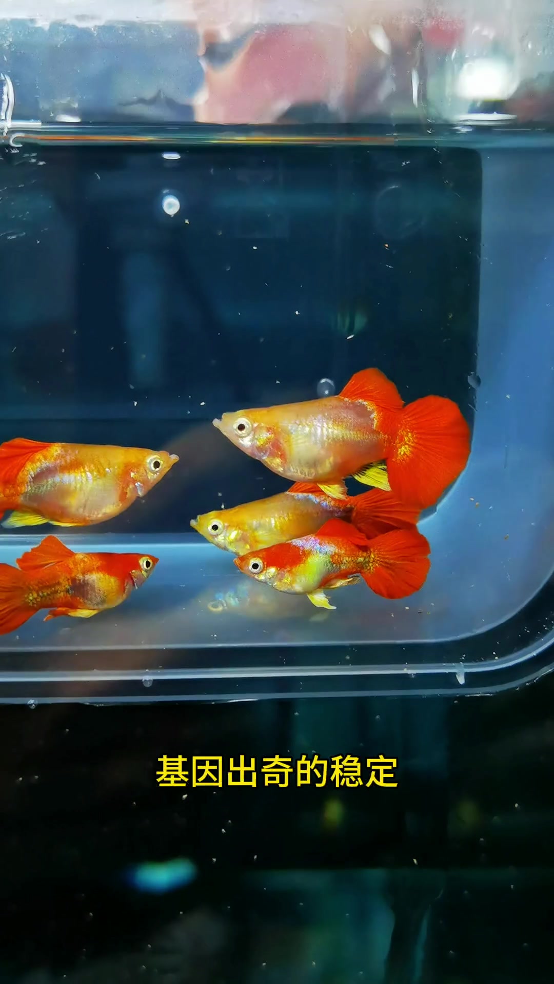 漂亮的孔雀鱼啊。折扇球体