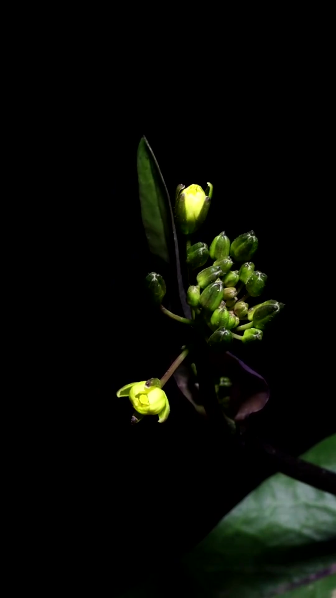 十字花科芸薹属植物——紫菜薹