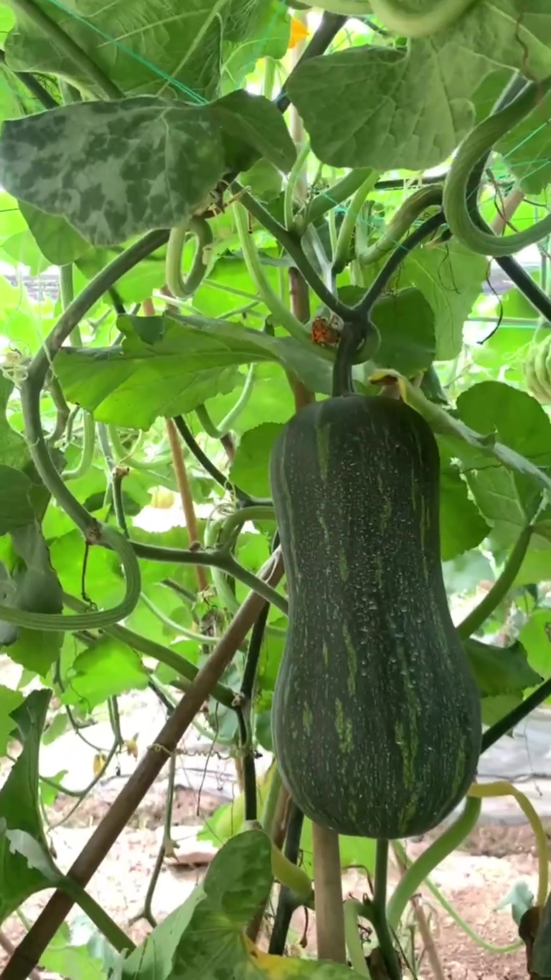 丝瓜蔬菜研究所,2023年春季蔬菜品种观摩会。邀请广大种植户,于2023年6月21日莅临参