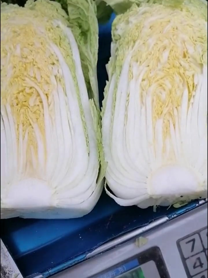 金丝玉向阳白小白菜,耐抽苔,生长周期短,口感好!三农 优质农产品 向阳白 白菜