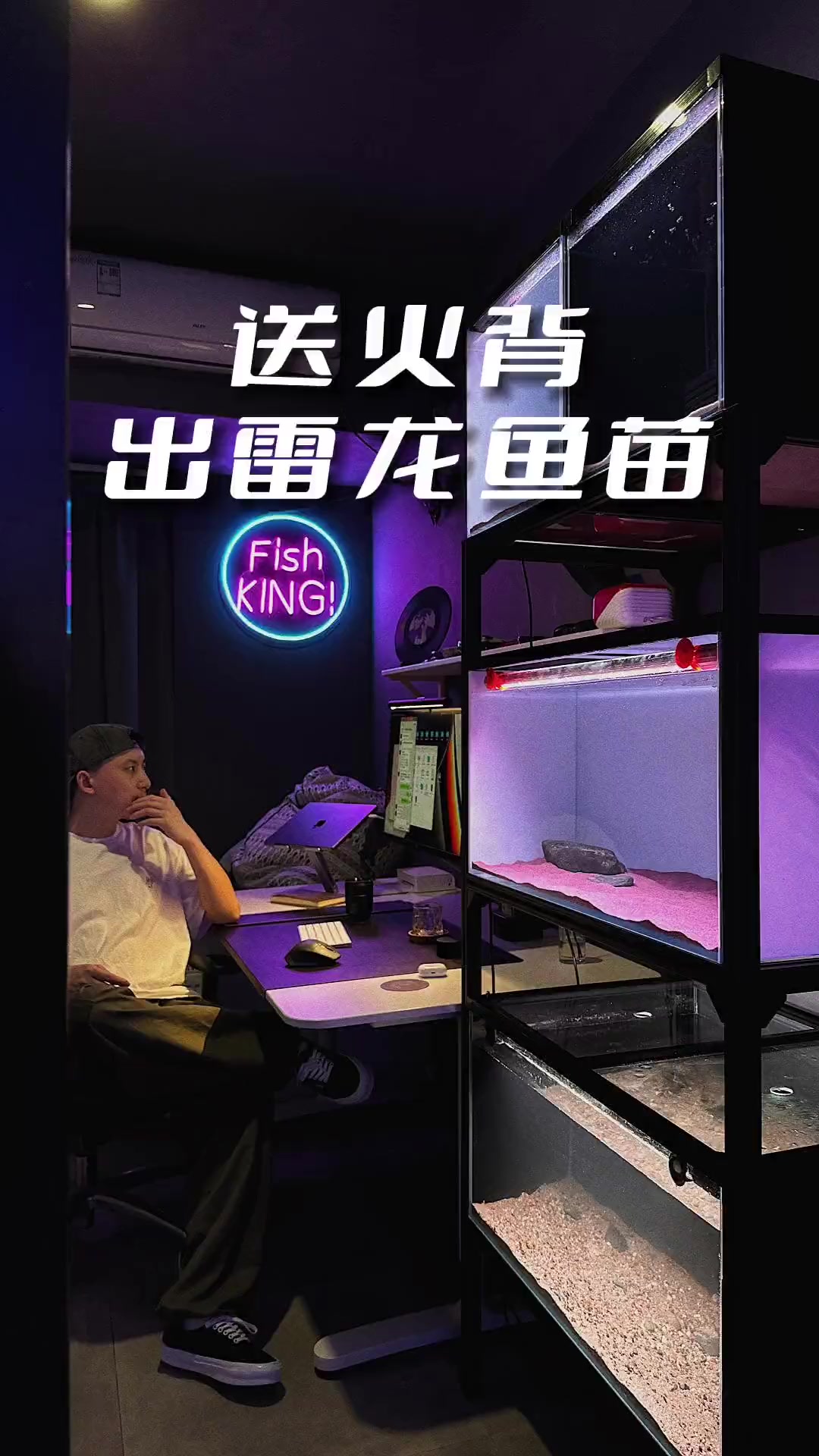 送火背,雷龙鱼苗来了 养鱼日记 雷龙鱼 黄金眼镜蛇雷龙 火背雷龙 幻蓝雷龙