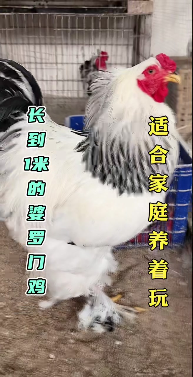 巨型婆罗门鸡好看