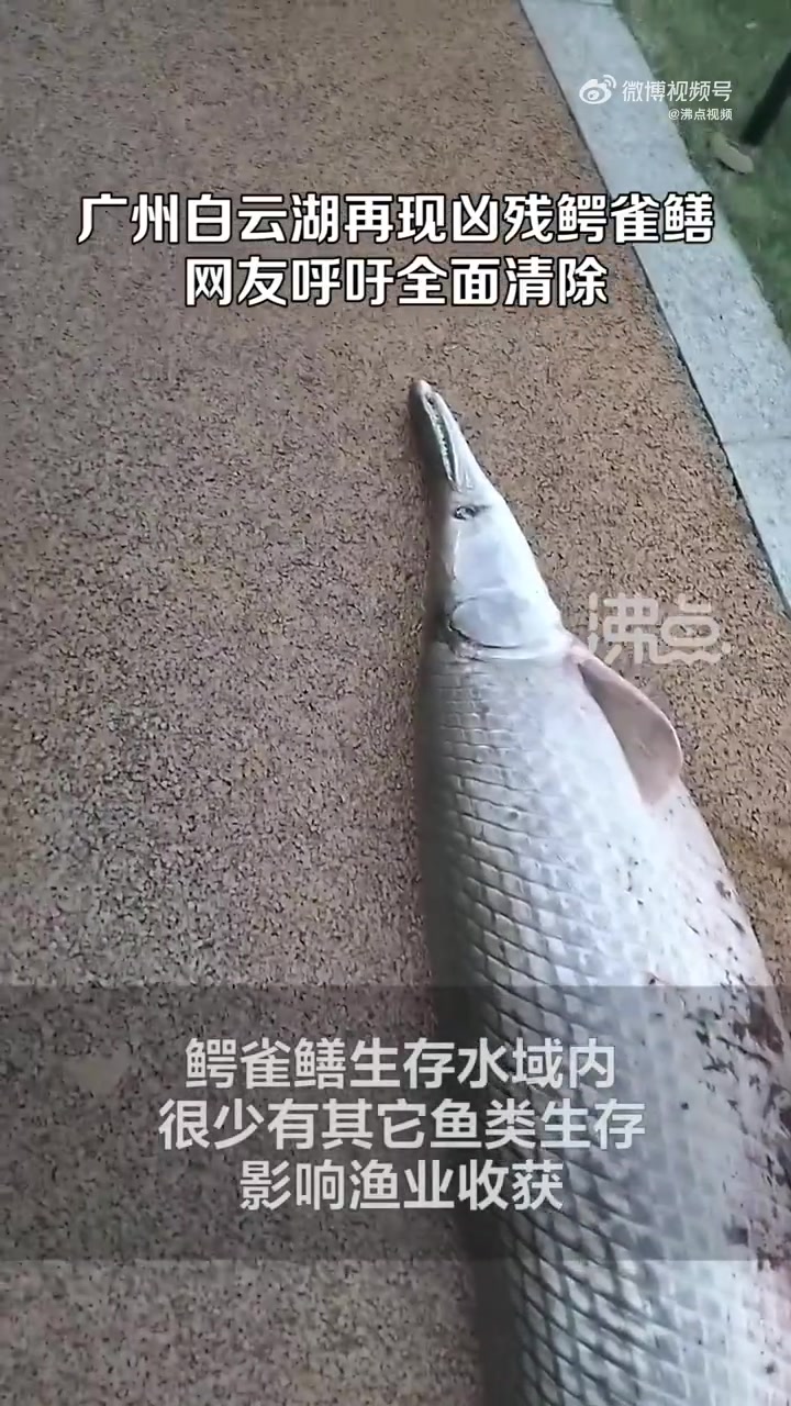 「广州白云湖现50斤重凶残鳄雀鳝 网友呼吁全面清除」8月13日,广东广州。一位发视频称在白