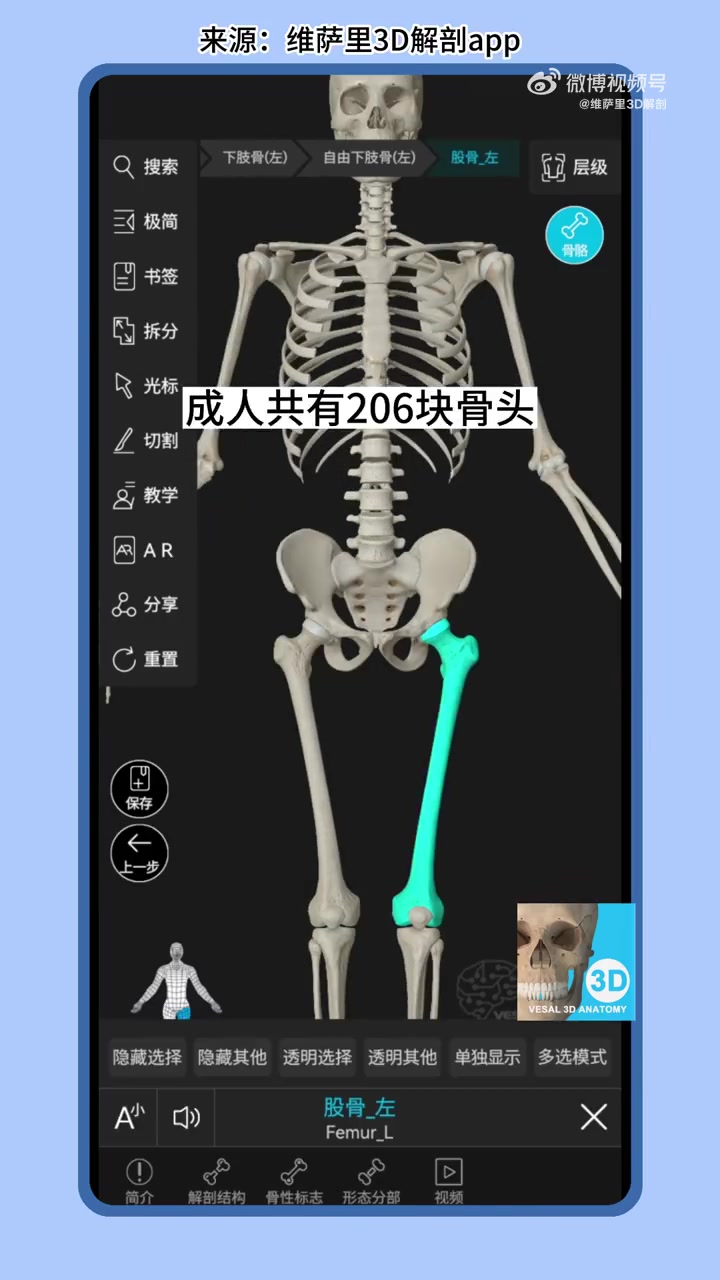 人体骨头的变化,19.9解锁人体奥秘,维萨里3D解剖app 考研西综306 考研西综306