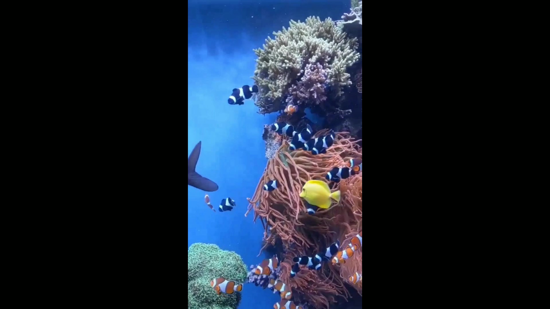 鱼动感壁纸高清图