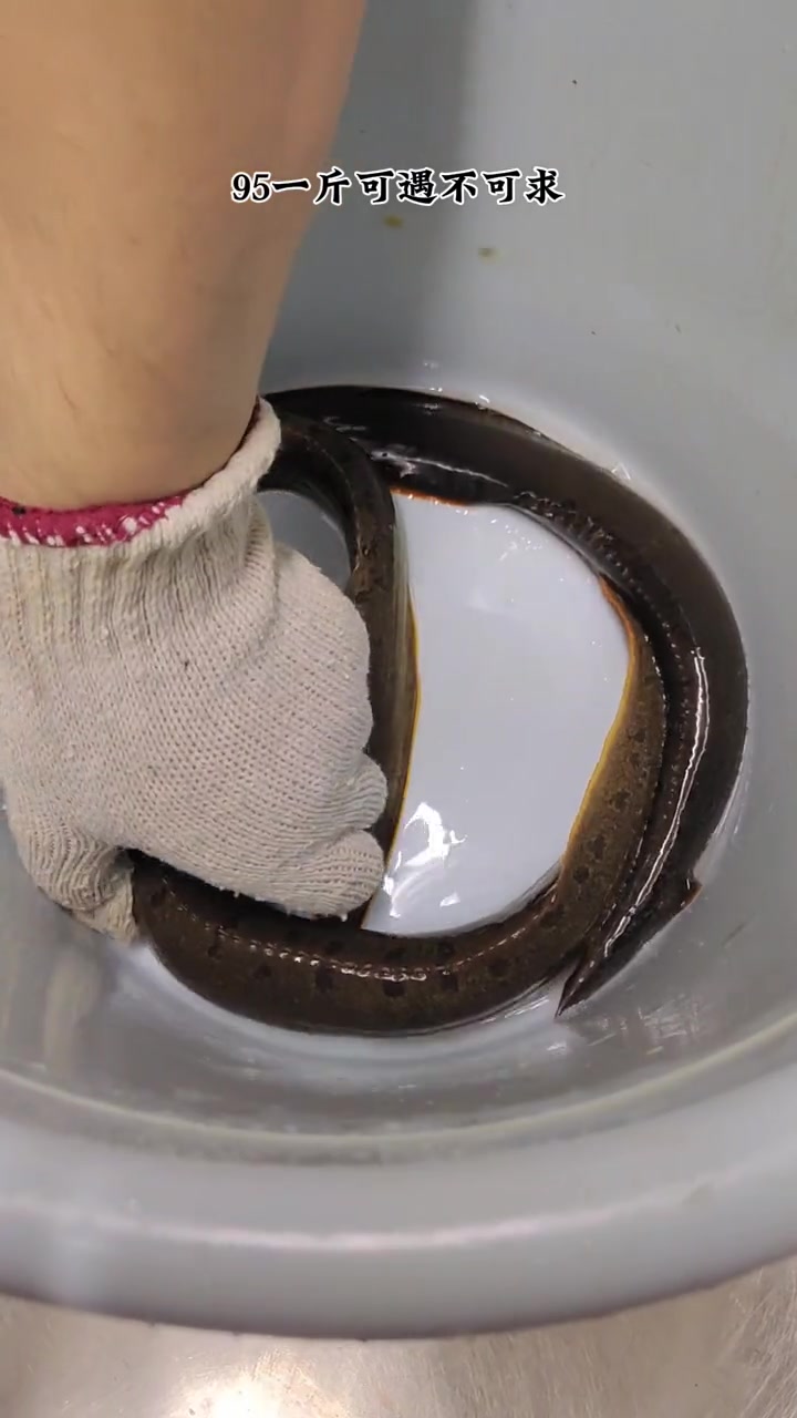 极品河鲜腊锥鱼,95一斤可遇不可求 野生鱼 刺鳅