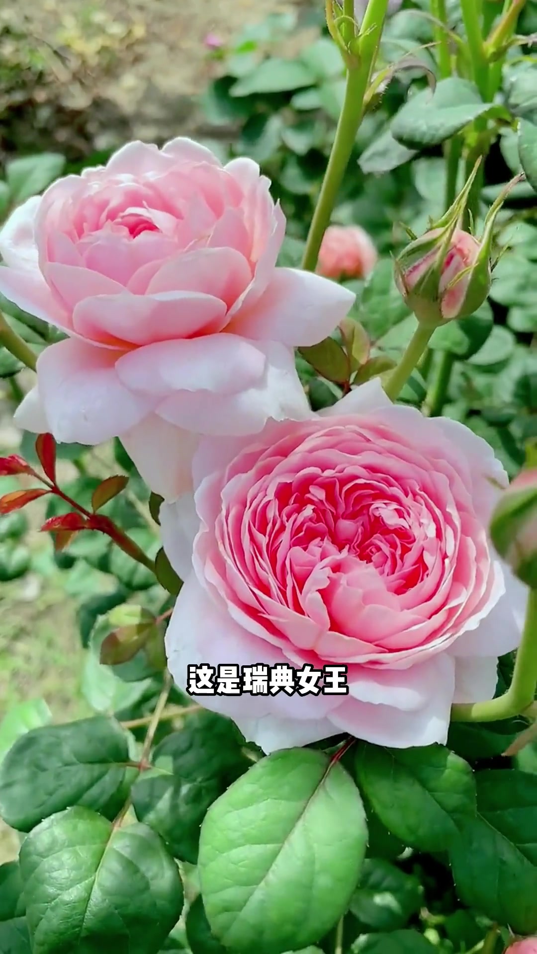 月季 猴哥带你认识20种高颜月季品种