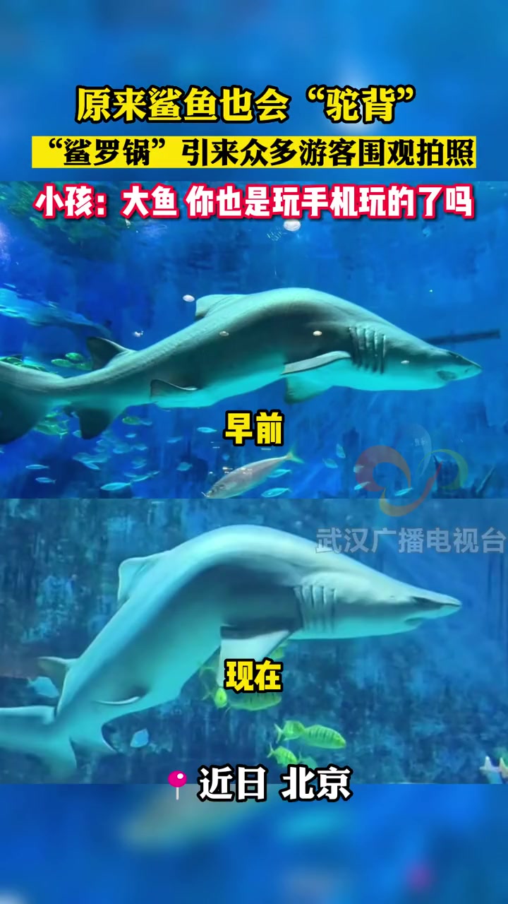 原来鲨鱼也会“驼背”,“鲨罗锅”引来众多游客围观拍照 一起看看海底世界 海洋馆打卡 奇妙的