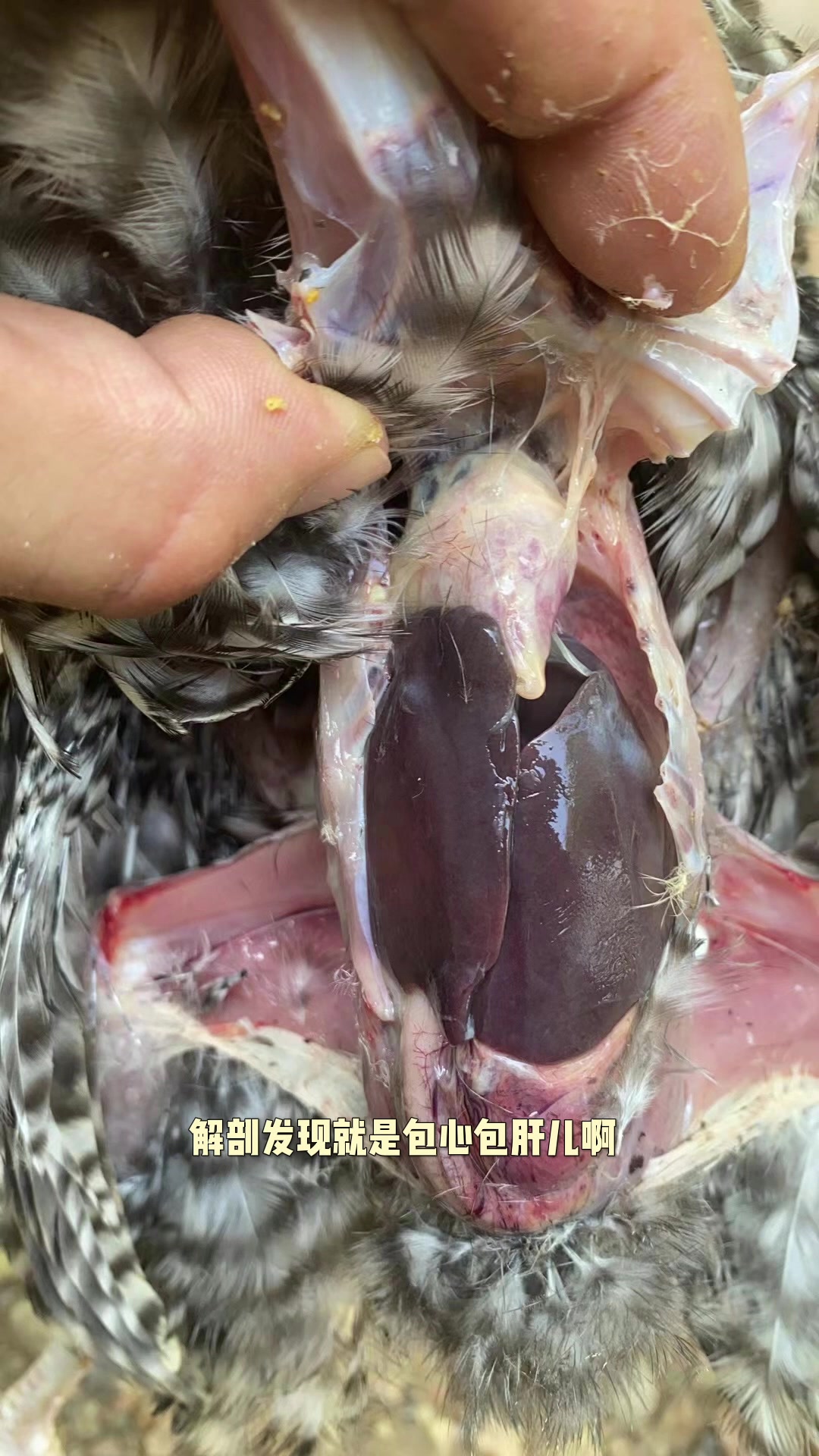鸡眼睛肿,流鼻涕怎么办?