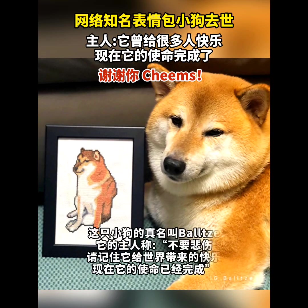 知名表情包小狗去世!请记住它曾给我们带来的欢乐!他叫cheems