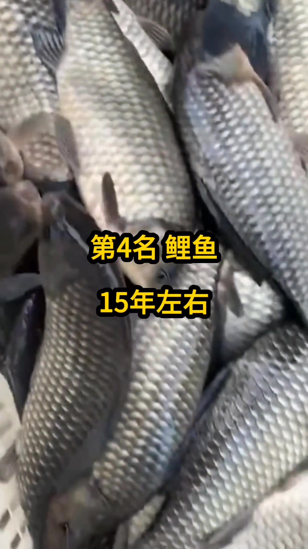 常见淡水鱼,寿命排行榜