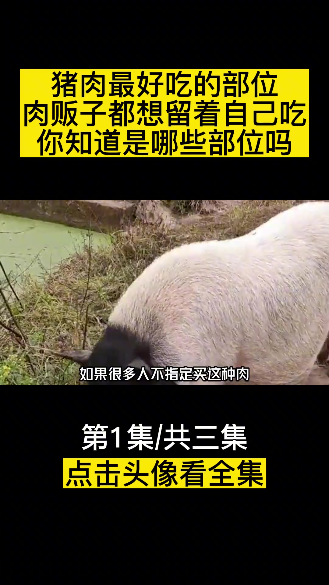 猪肉最好吃的部位,肉贩子都想留着自己吃,你知道是哪些部位吗?