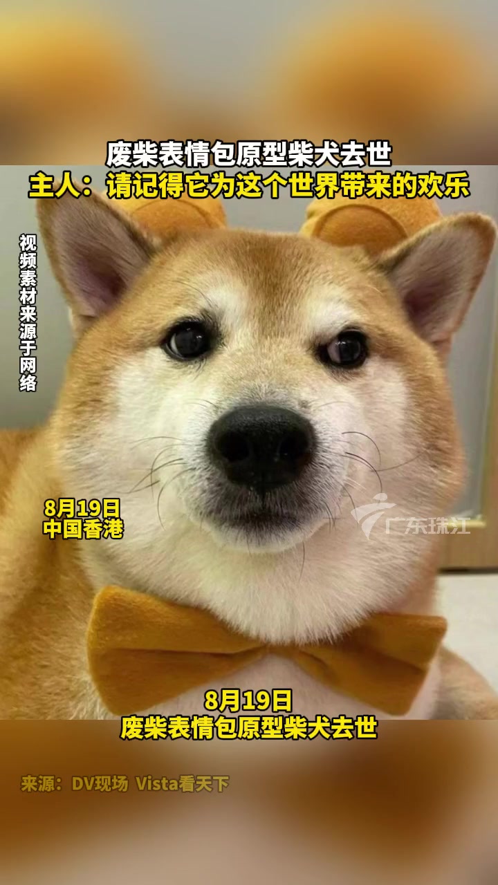 废柴表情包原型柴犬去世,主人:请记得他为这个世界带来的欢乐 柴犬表情包 知名梗图柴犬原型去