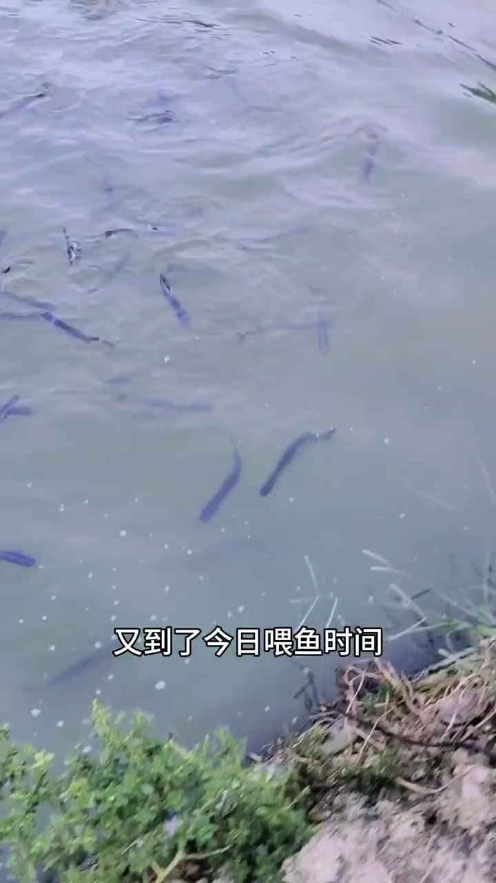 这么好的鸭嘴鱼苗。快来找我。鸭嘴鱼苗养殖简单。套养 放苗流程 注意事项,鸭嘴鱼苗养殖方法找