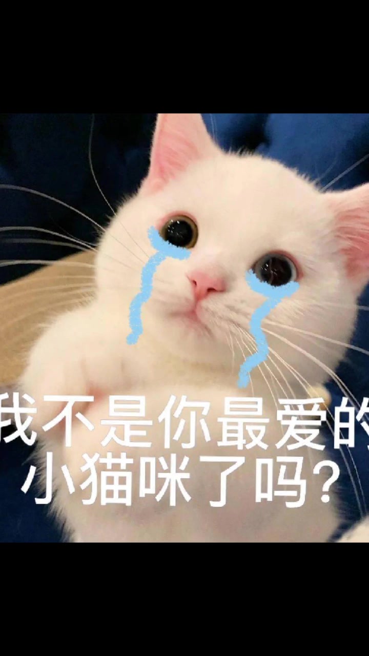 今天是一期又沙雕又可爱的猫咪表情包
