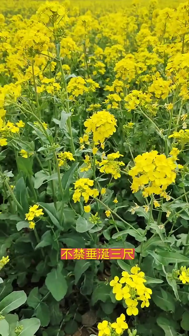 五感法写油菜花