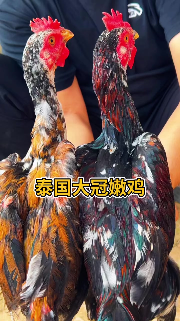 两只泰国大冠斗鸡苗