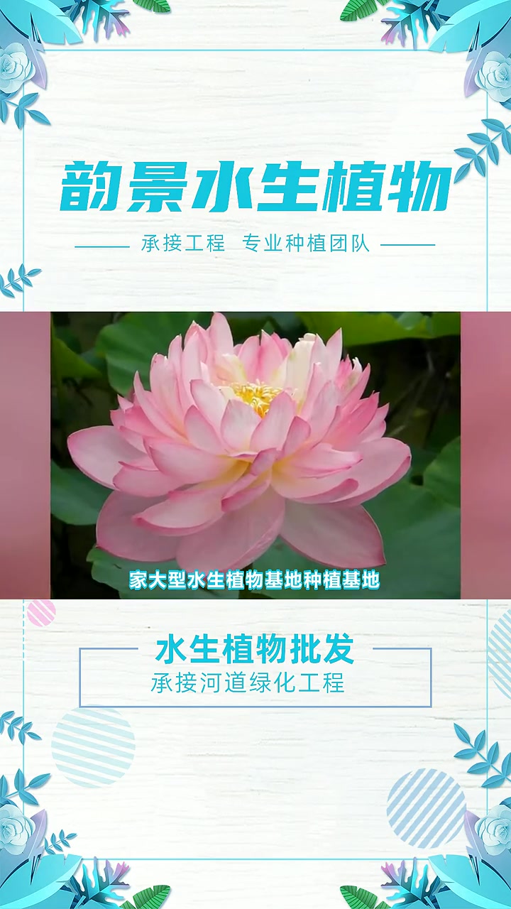湿地绿化植物种苗 水生植物批发 批发水生植物