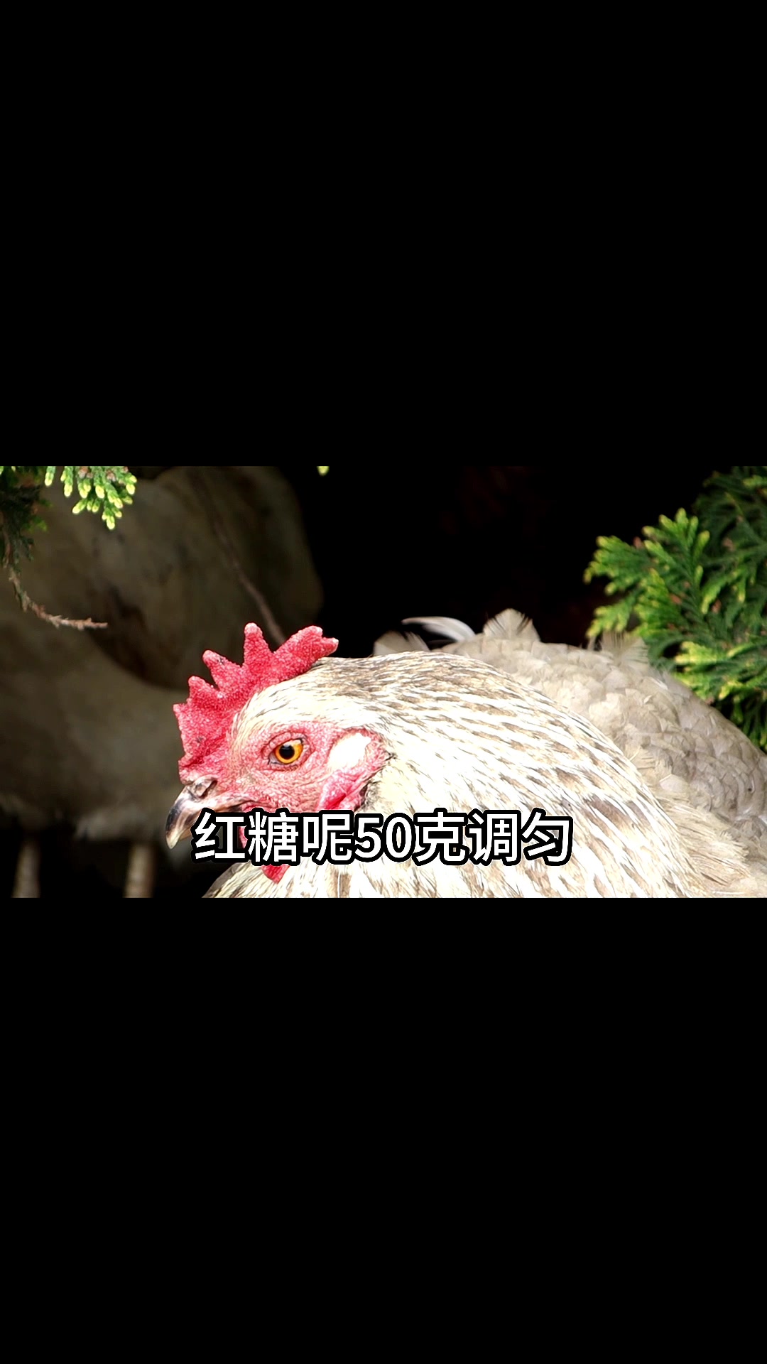 鸡白痢怎么办一个小土方解决