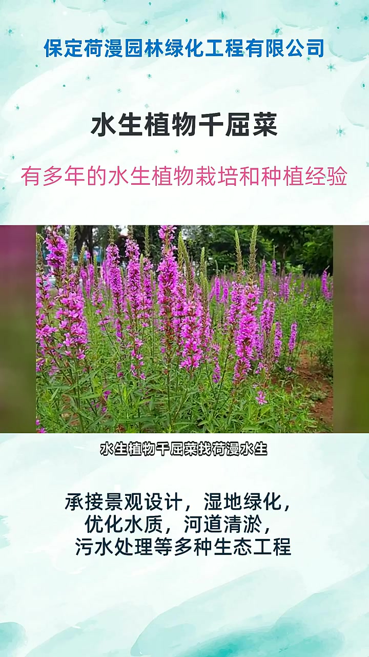 水生植物千屈菜