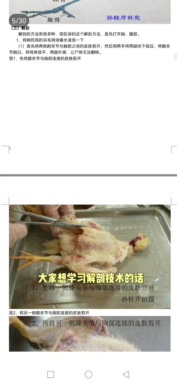 鸡解剖教程免费送
