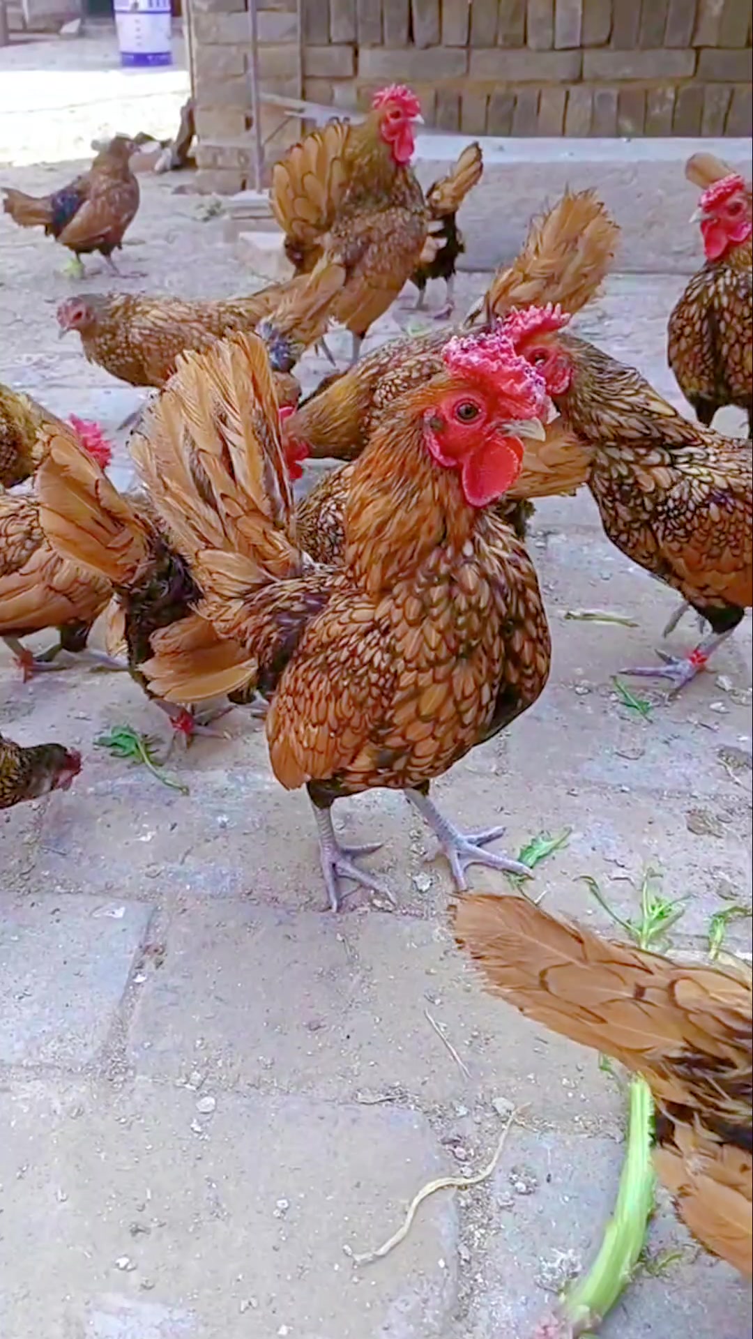 波兰鸡,美观大方