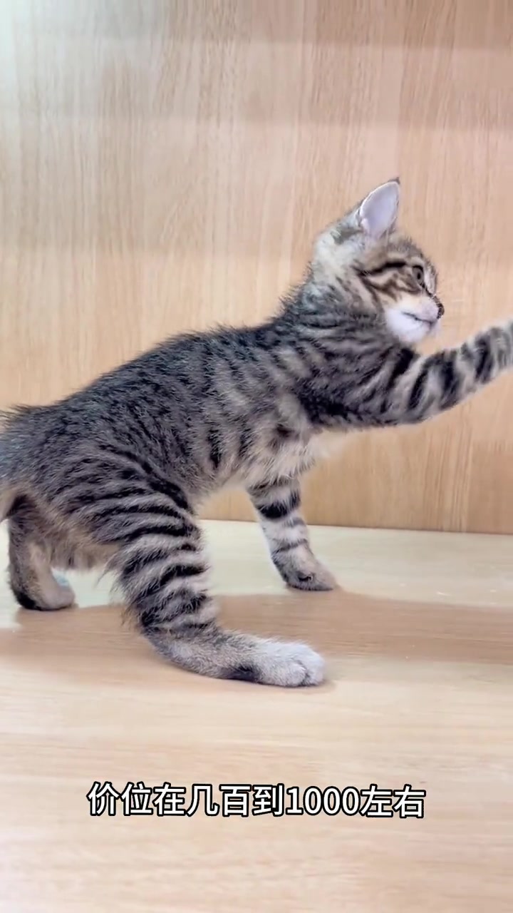 虎斑猫 美短虎斑纹和鱼骨纹哪个更贵?