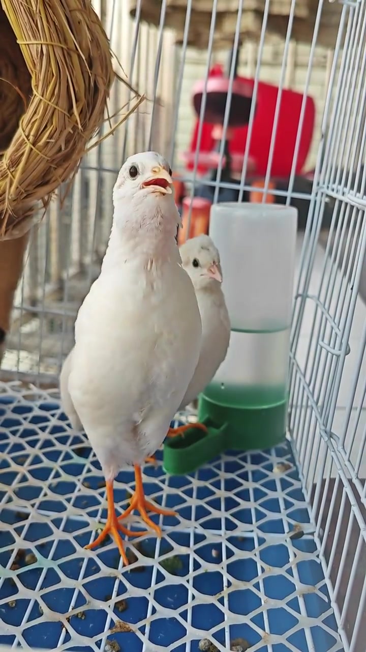 芦丁鸡 芦丁鸡公鸡打鸣,低声吼……