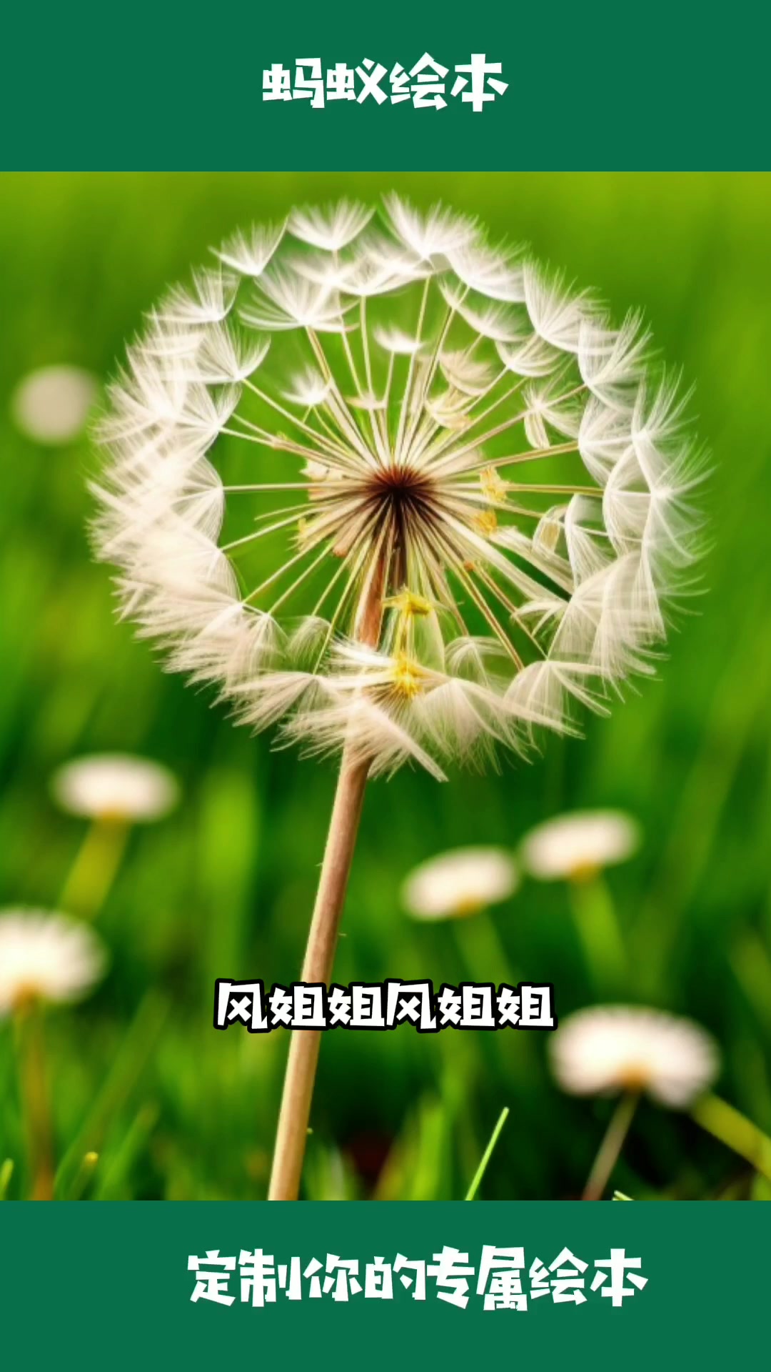 蚂蚁绘本:小毛球的远方
