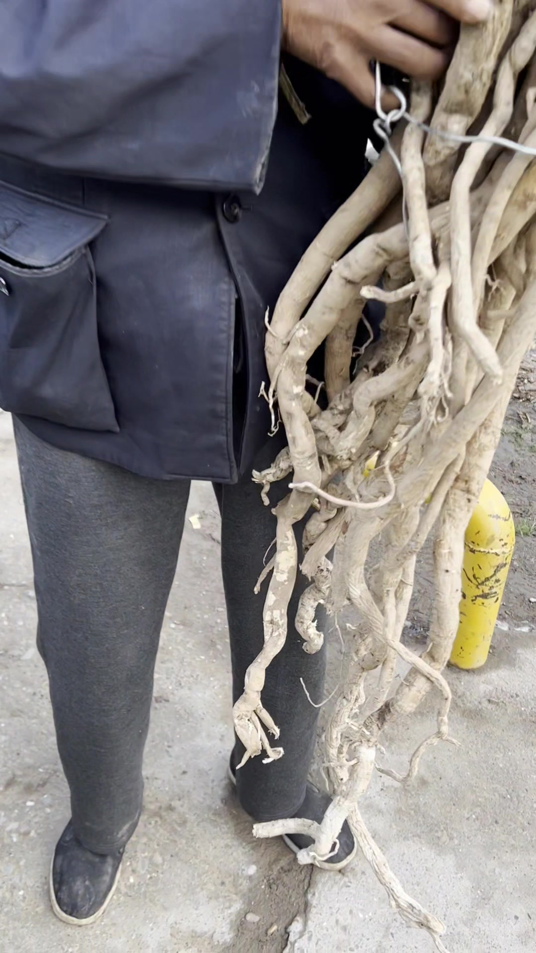 采挖于甘肃岷县的野生黄芪