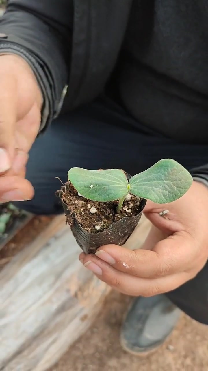 种子长大之后大家都认识,那视频里面的蔬菜苗大家能全部说出种类吗?蔬菜苗基地 优质种苗 种子