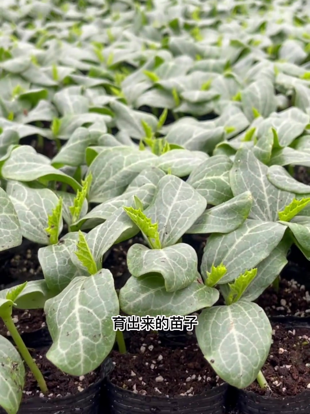 大皱皮丝瓜苗出苗了,产量高,挂果率高,商品果率好,气温回升,正是种下蔬菜种子种苗的好时候,