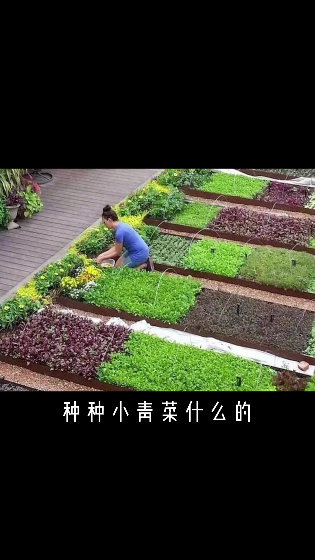 庭院菜地是不是伪需求!听听琪姐怎么说!庭院设计 庭院菜地 别墅花园设计 别墅景观 琪姐教你