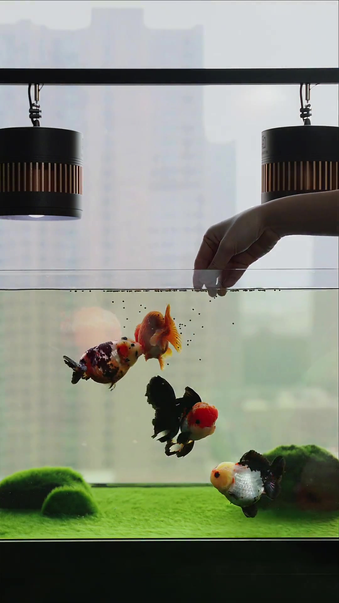一起养金鱼吧 兰寿 金鱼 玛丽泰狮 水鸦 马印筒灯