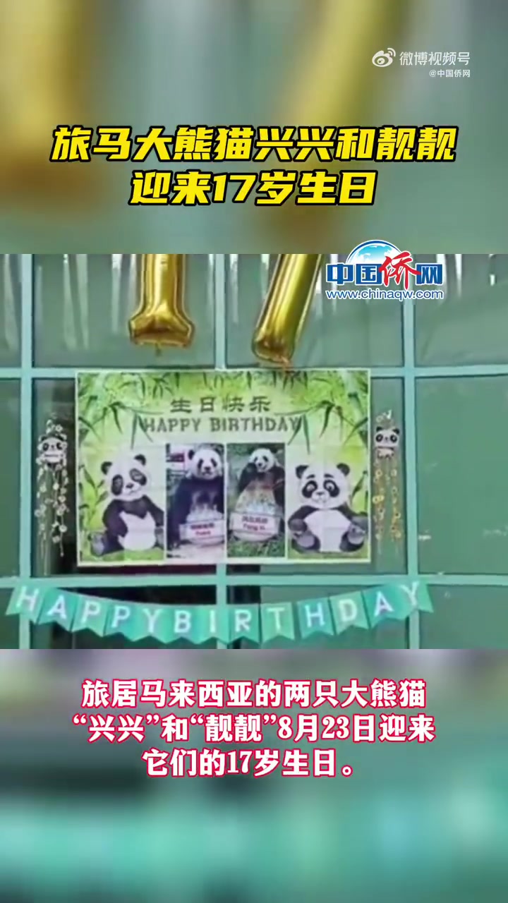「旅马大熊猫兴兴和靓靓迎来17岁生日「生日蛋糕」「生日蛋糕」」旅居马来西亚的两只大熊猫“兴