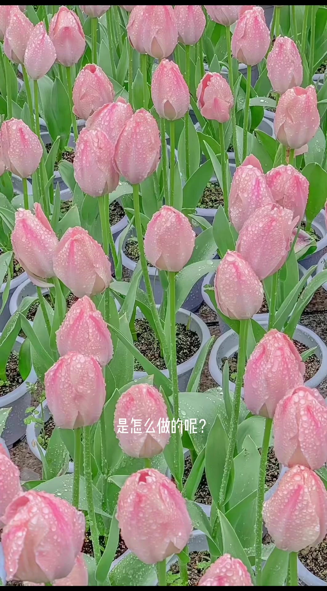 PS教程:水波纹海报效果,让你多一个PS技能 平面设计无处不在 ps ps初学者教程 ps