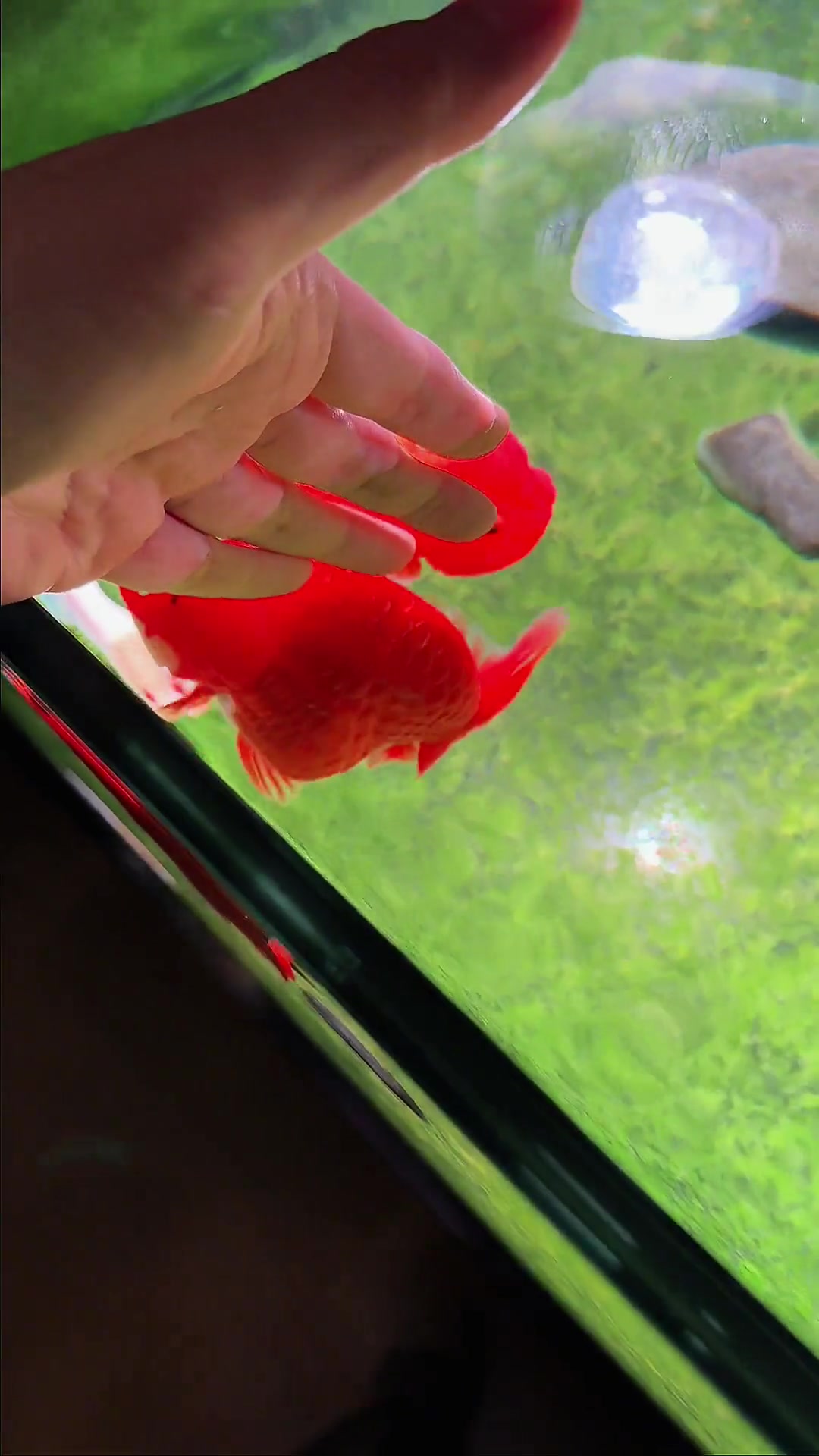 简单5步,轻松搞定金鱼缸暴藻!兰寿金鱼 养鱼日记 微拍堂 兰寿 金鱼