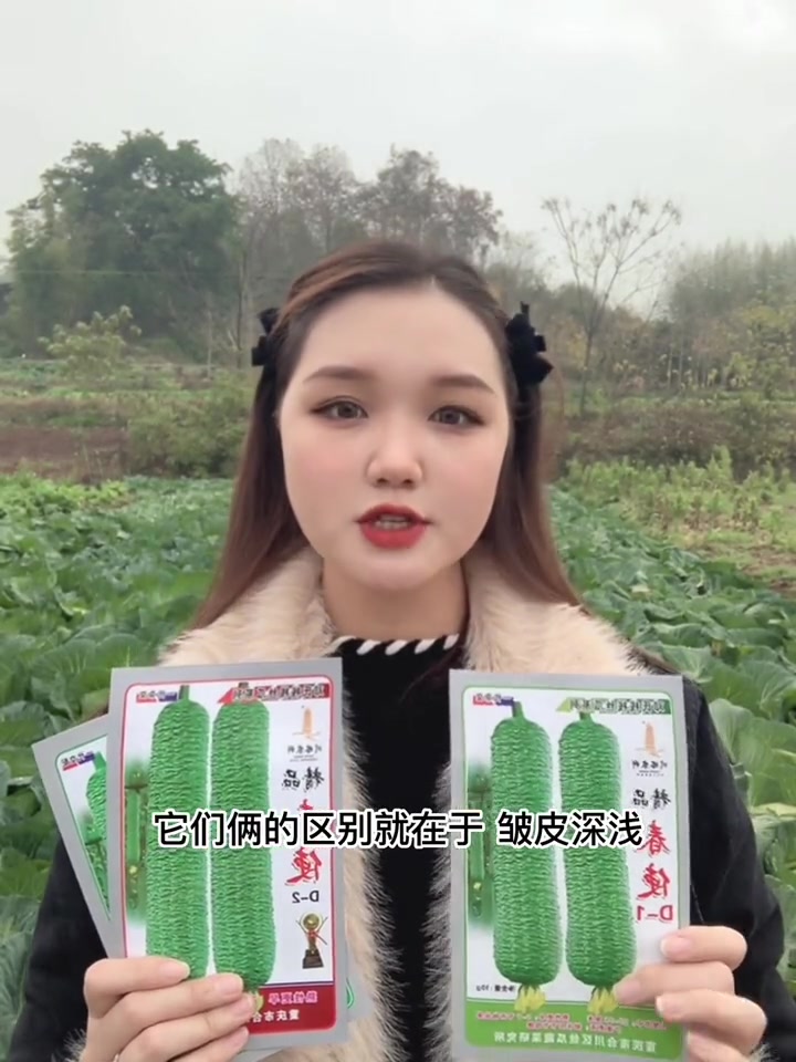 春使系列皱皮丝瓜品种介绍,春天快来了,可以备种啦!丝瓜 三农 优质农产品 种子种苗