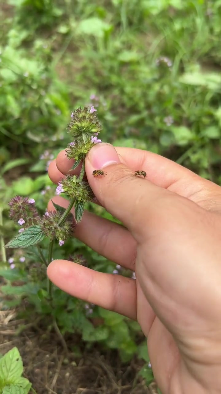 风轮菜,你知道吗?你的家乡有这种植物吗 大自然的馈赠 识百草 一日一植物 植物科普