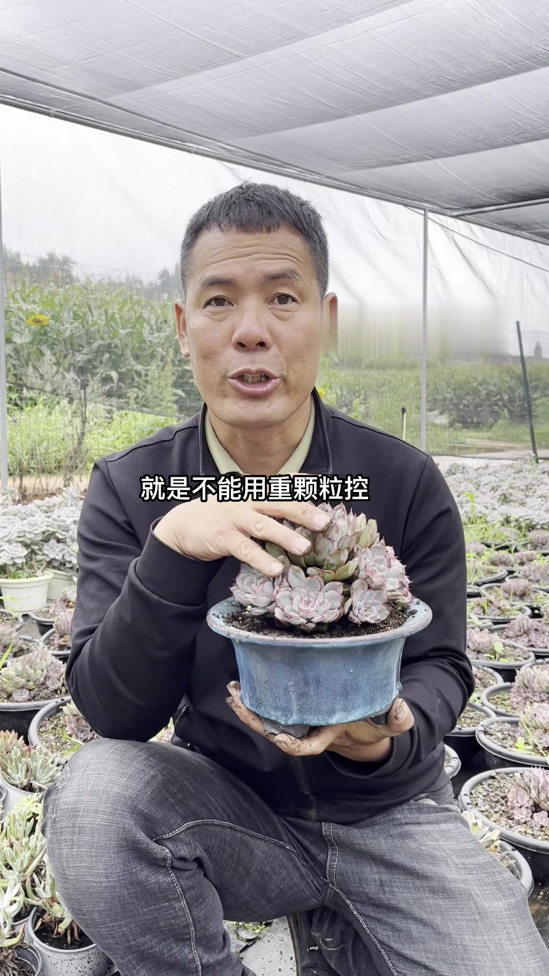 多肉植物蜜桃猎户座如何养护
