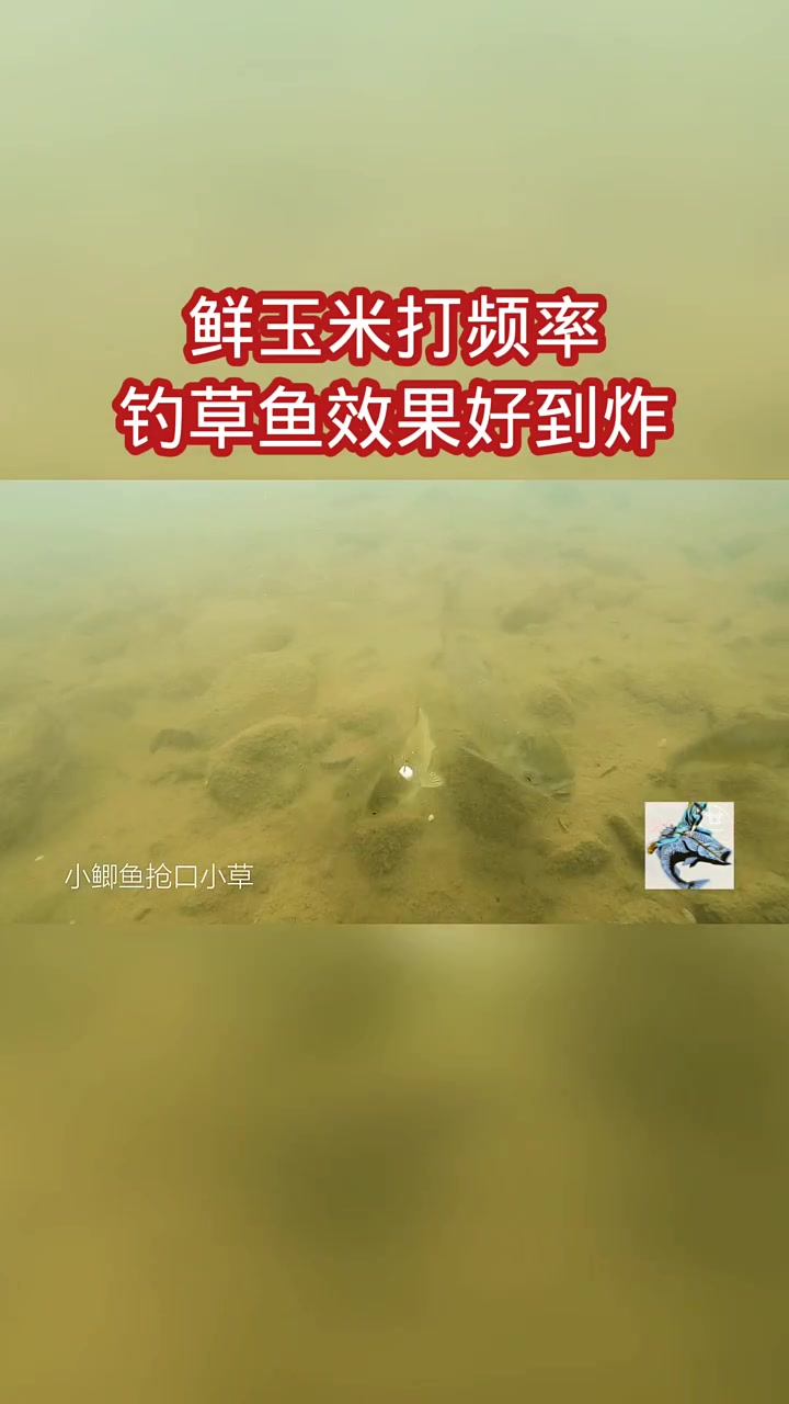 鲜玉米打频率钓草鱼,效果好到炸!缺点:烧钱