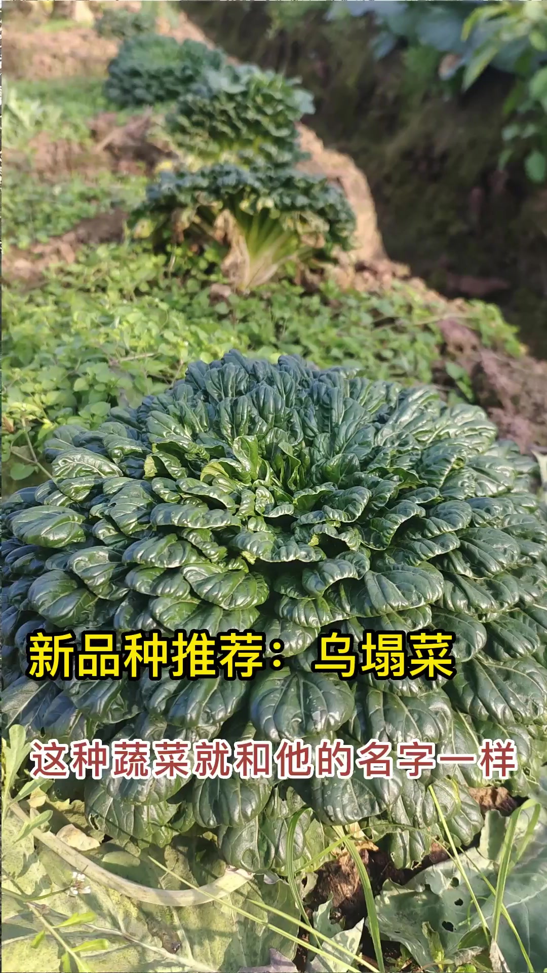 新品种蔬菜推荐 阳台种菜 蔬菜种子 自己种的纯天然的绿色蔬菜 蔬菜种植