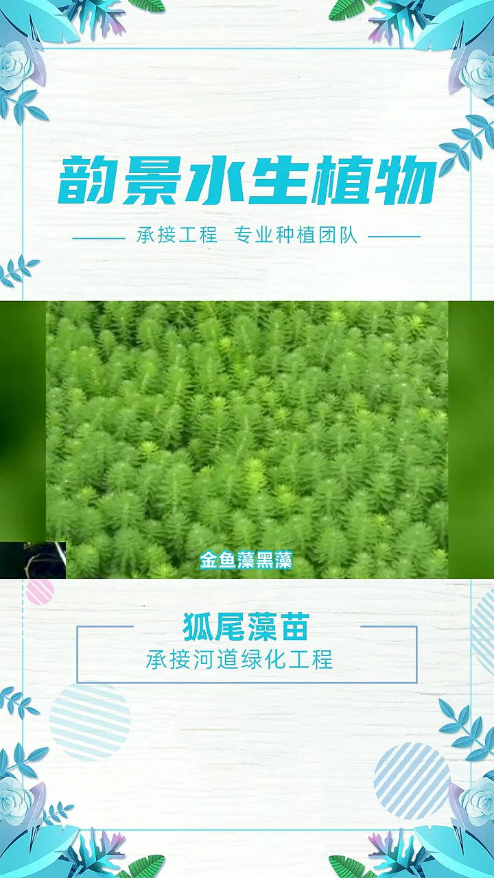 东北眼子菜 狐尾藻苗 狐尾藻基地