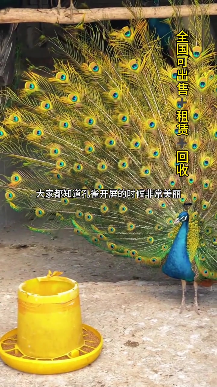 养殖孔雀的经济效益有哪些?