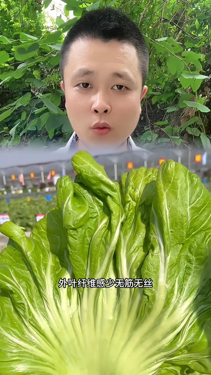 这种芥菜你见过吗?它就是大肉鸡心芥菜,生长速度快,七八月份正是播种的好时机,赶紧种起来 蔬