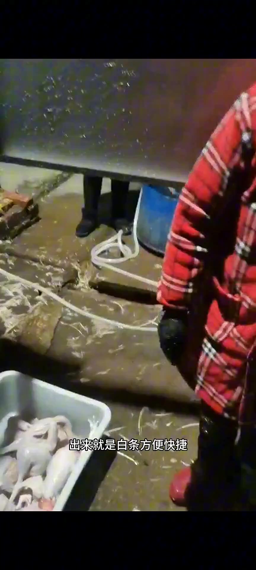 全自动鸡脱毛机大型鸡烫毛脱毛一体机